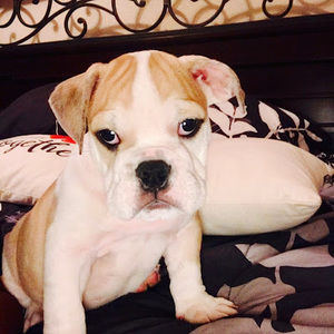 Meet your Posher, Albert